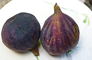 Figs-1